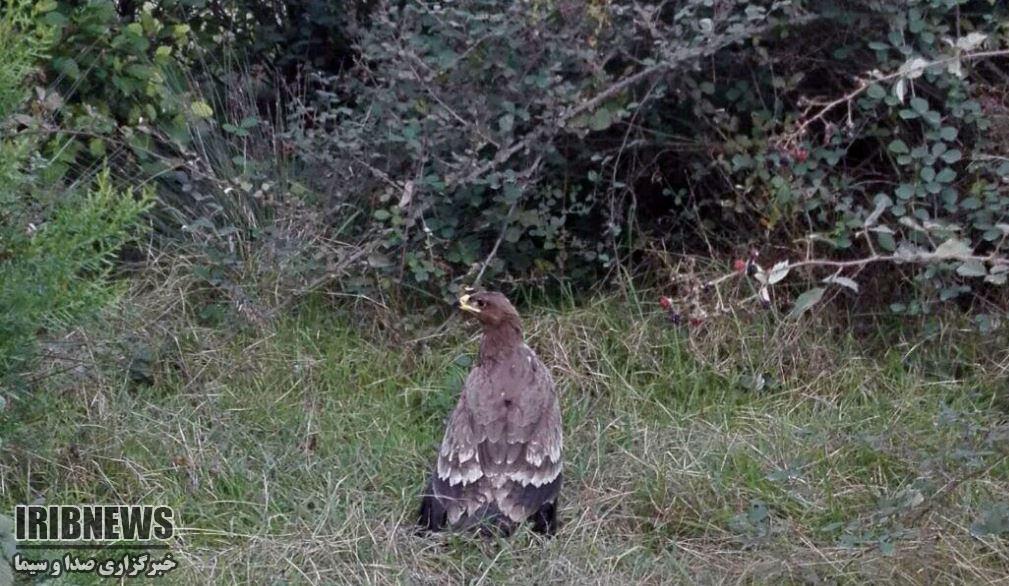 بازگرداندن 2 پرنده وحشی به دامان طبیعت در گیلان