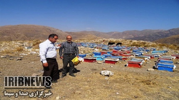 تولید 80 تن عسل در طارم