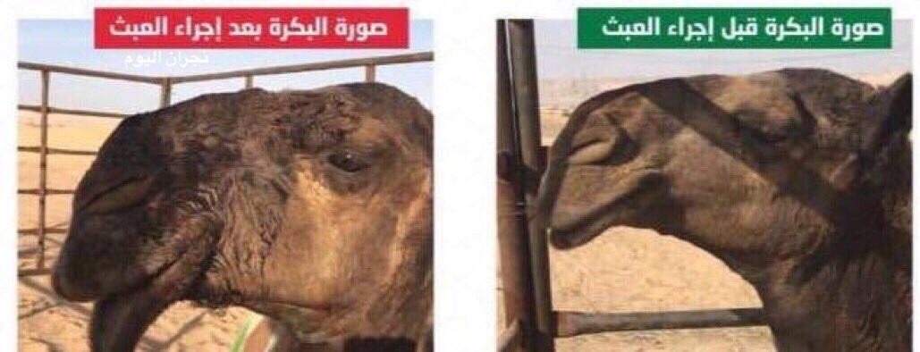 نقض حقوق حیوانات با جراحی زیبایی نقض حقوق حیوانات با جراحی زیبایی