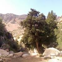 ثبت درختان کهنسال فارس در فهرست آثار ملی