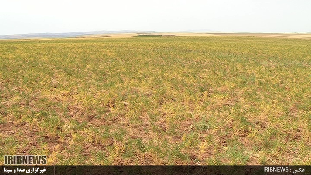 معرفی ارقام جدید گندم و نخود در موسسه تحقیقات دیم کشور در مراغه معرفی ارقام جدید گندم و نخود در موسسه تحقیقات دیم کشور در مراغه