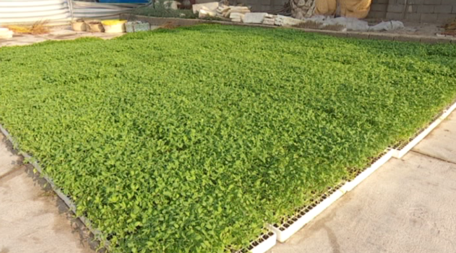 تولید 350 میلیون قطعه نشاء گوجه فرنگی در استان بوشهر