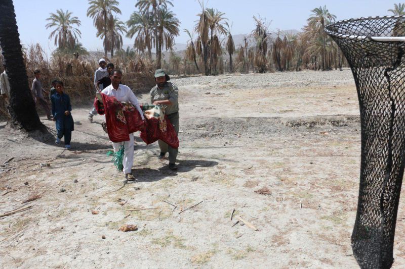 نجات یک سر تمساح از چاه آب در سرباز