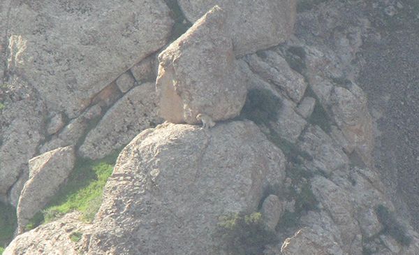 مرگ تدریجی یک رویا / نه / مرگ تدریجی پلنگ ایرانی