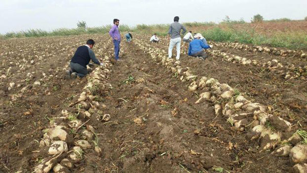 خداحافظی تدریجی محصولات آبخواه از مزارع اردبیل