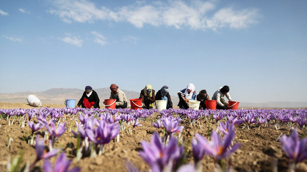 خداحافظی تدریجی محصولات آبخواه از مزارع اردبیل