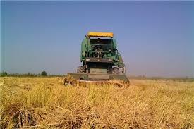 آغاز برداشت مکانیزه برنج از شالیزارهای جویبار
