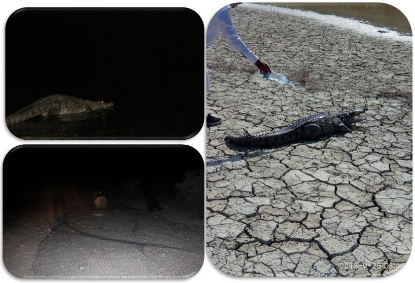 گاندو به خانه اش بازگشت