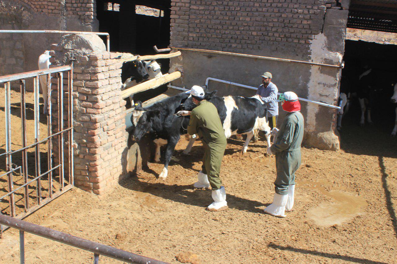 واکسیناسیون دام در حاشیه مناطق حفاظت شده نهبندان