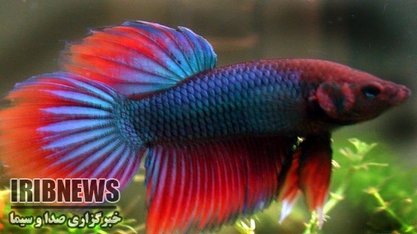  تولید 600 هزار قطعه ماهی زینتی و 2هزار و 700 زالو در زنجان