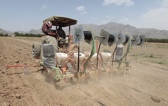 کشت چغندرقند در 550 هکتار از اراضی کشاورزی