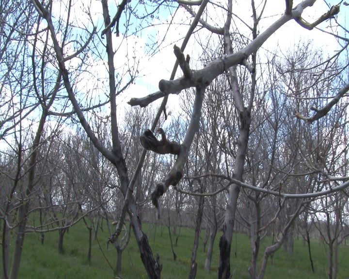 خسارت ۶۷ میلیاردی سرمازدگی به کشاورزی رزن