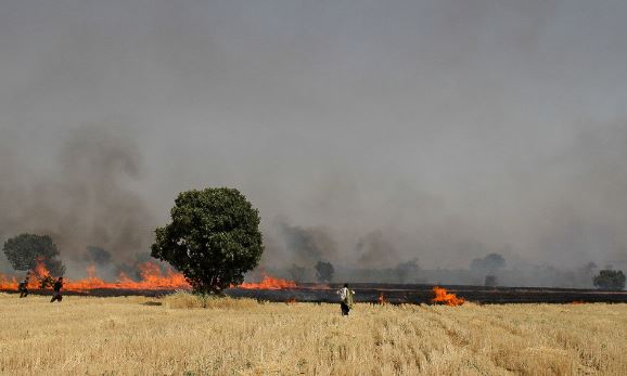 سوختن 15 هکتار گندم در آتش