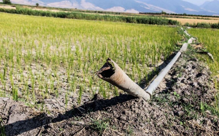 خطر خشک شدن شالیزارهای باوی خطر خشک شدن شالیزارهای باوی