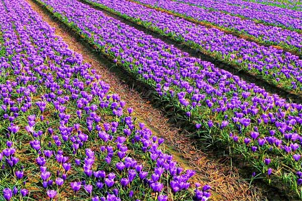 افزایش ۱۲۰۰ هکتاری سطح زیر کشت زعفران