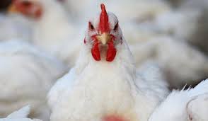 کشف میلیاردی مرغ های فاقد مجوز در مهریز کشف میلیاردی مرغ های فاقد مجوز در مهریز