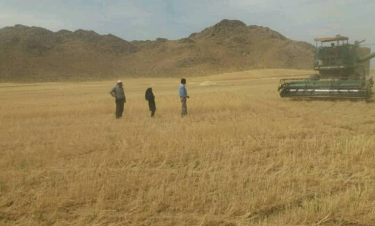 برداشت خوشـه‌های طلایی گنـدم