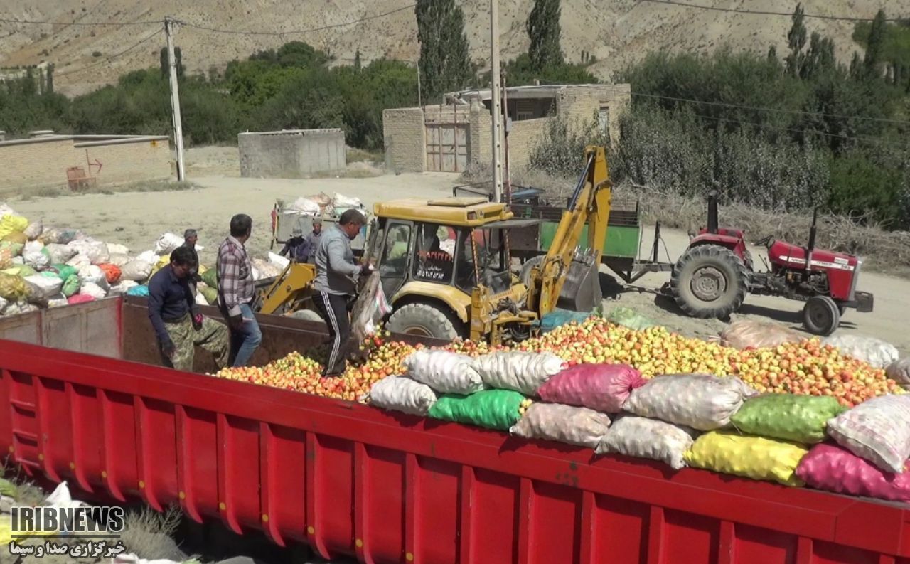 چوب حراج بر سیب باغداران شیروانی