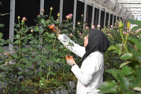 مشغول به کار شدن 117 مددجوی بهزیستی