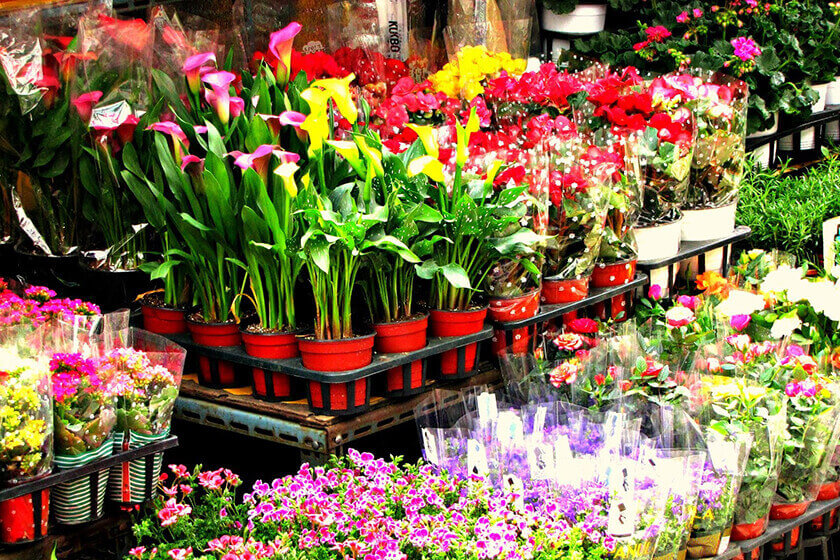 کرونا و زخمی بر پیکره گل