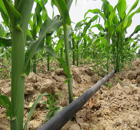 جهش تولید با آبیاری نوین جهش تولید با آبیاری نوین