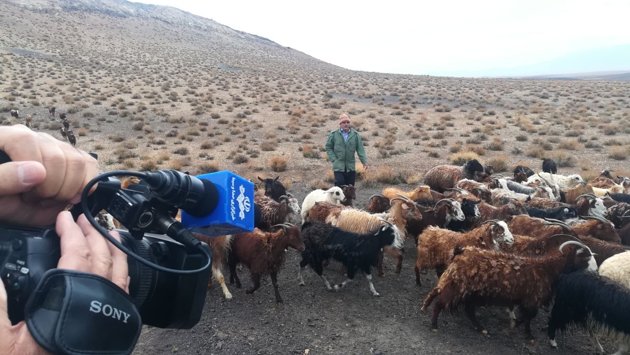 مشکل دامداران شهر بدون کرونا