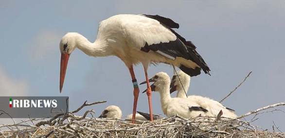 شمارش جوجه لک لک‌ها