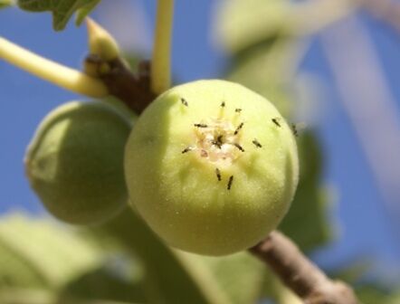 آغاز گرده افشانی بزرگترین انجیرستان دیم جهان آغاز گرده افشانی بزرگترین انجیرستان دیم جهان