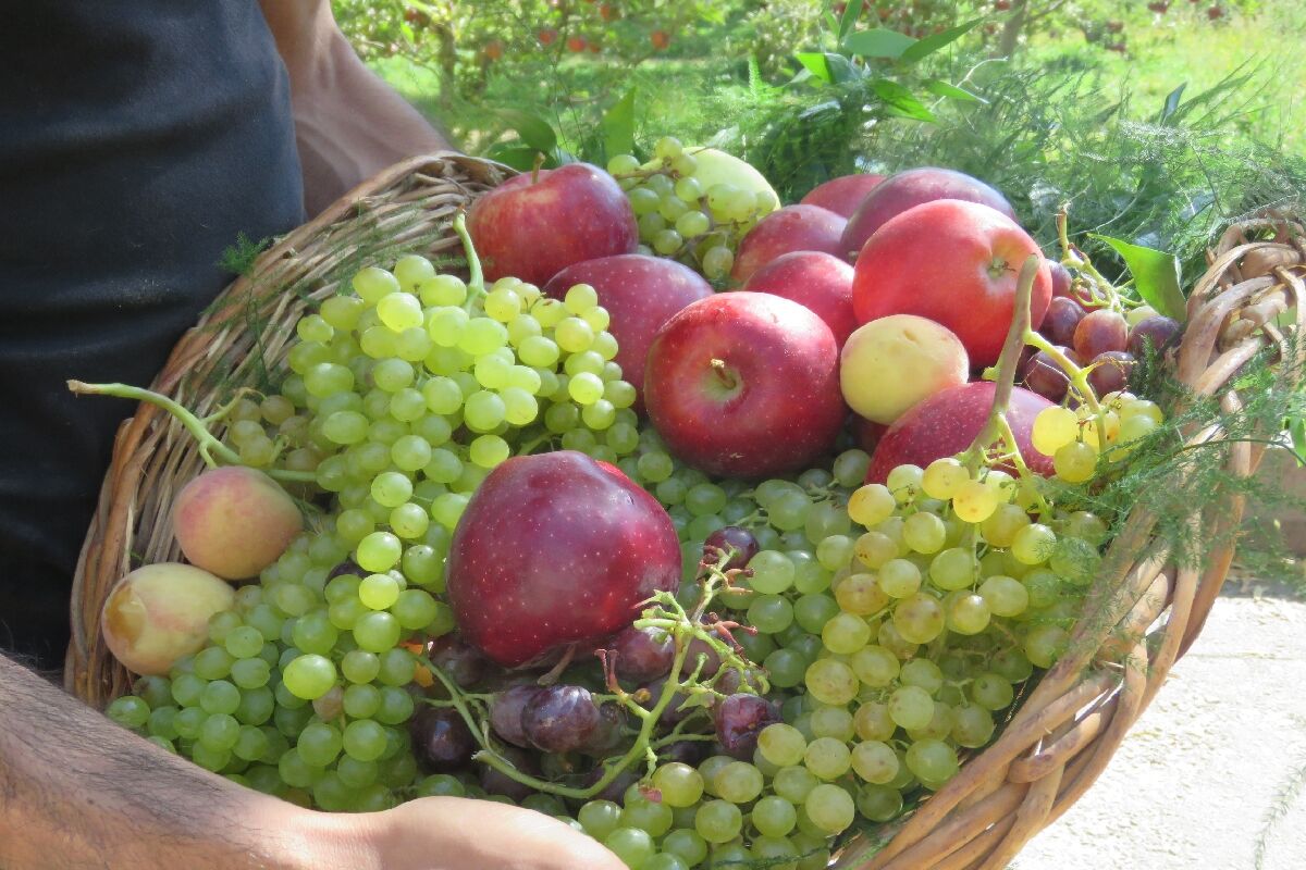تولید ۹ محصول کشاورزی با استاندارد جدید تولید ۹ محصول کشاورزی با استاندارد جدید