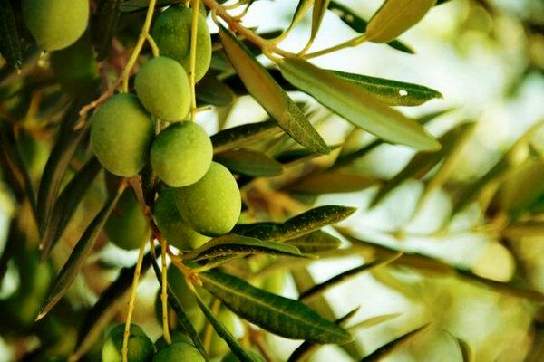 تولید بیش از ٢ هزارتن زیتون در خوزستان تولید بیش از ٢ هزارتن زیتون در خوزستان