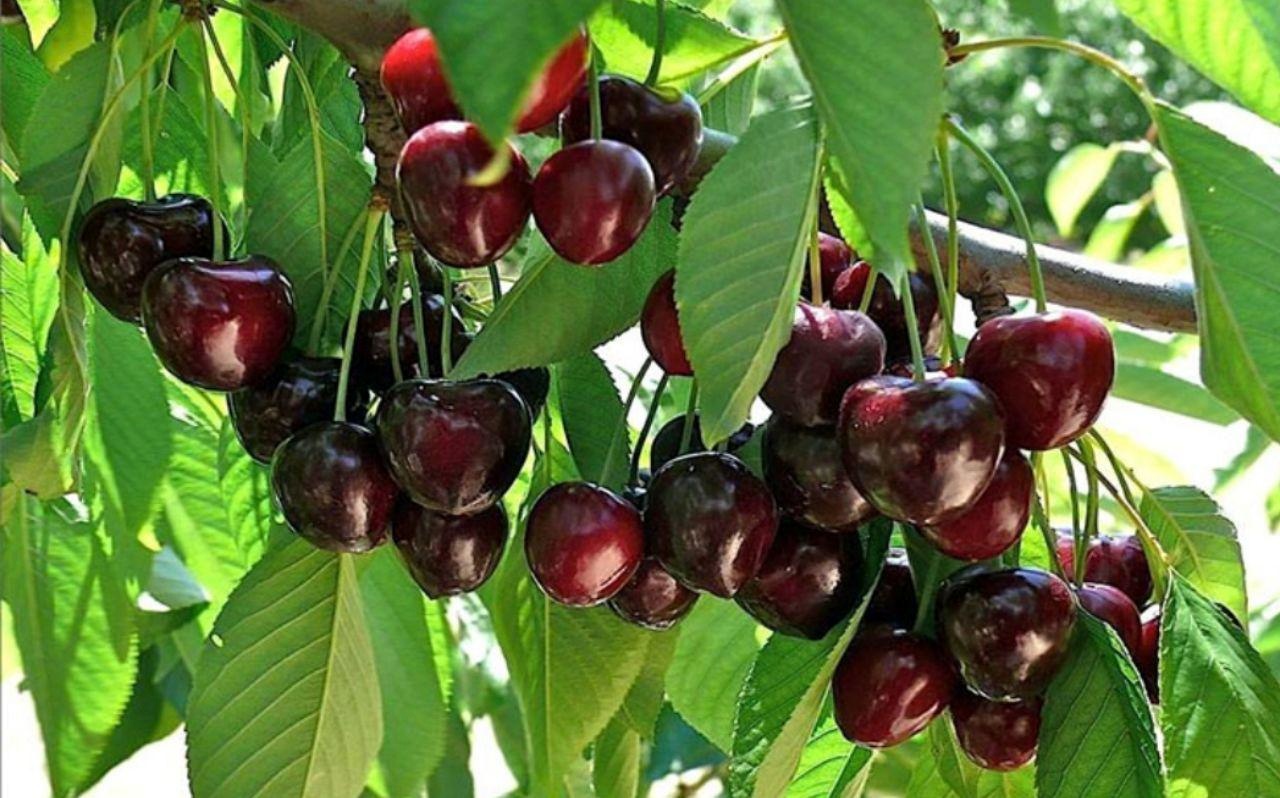 مازندران، رتبه نخست تولید پنج محصول باغی در کشور