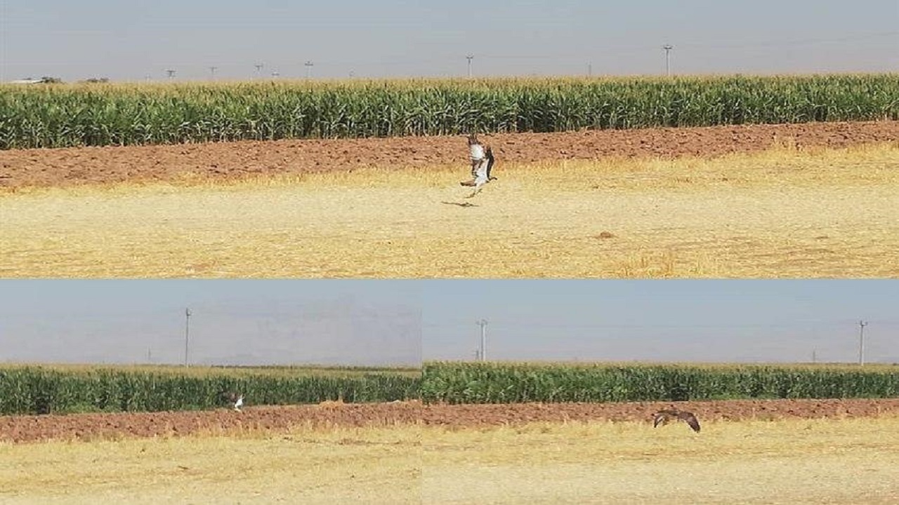 مشاهده عقاب ماهیگیر در زیستگاه&zwnj;های آبی استان قزوین
