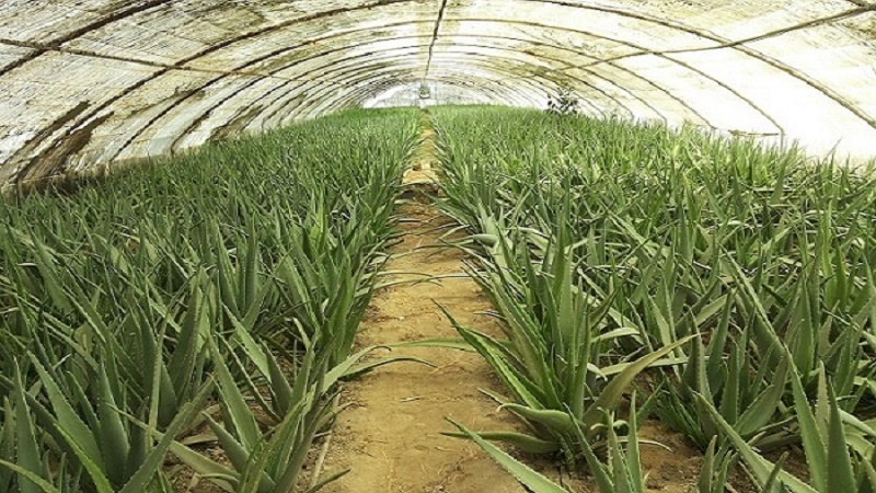 گزارش مکتوب: گلخانه ها، امید زمستانی کشاورزان