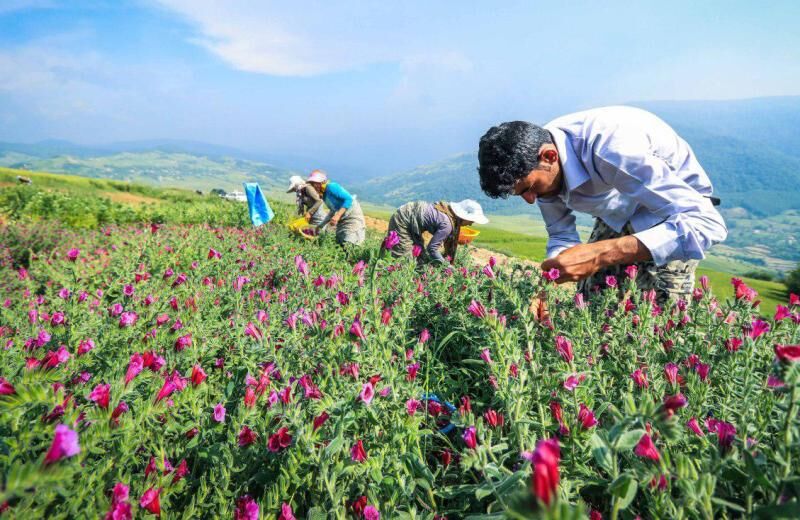 از معجزه جناب عطار باشی تا نابودی طبیعت