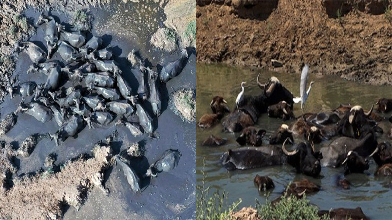 خوزستان خواستگاه اصلی پرورش گاومیش در کشور خوزستان خواستگاه اصلی پرورش گاومیش در کشور