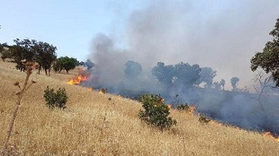 افزایش دما و احتمال آتش سوزی جنگل‌ها در مازندران