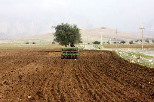 کشت قراردادی گندم در مرودشت به بالای ۴۰۰ هکتار رسید