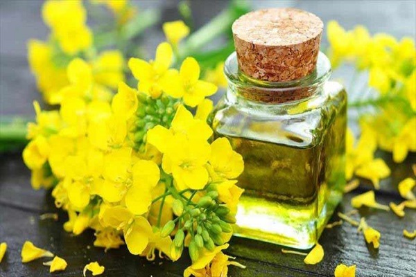 دانه‌های روغنی کلزا در مسیر کارخانه‌های روغن کشی + فیلم