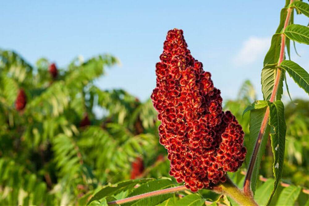 فواید اعجاب انگیز سماق