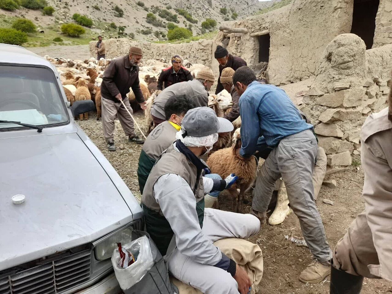 اردو‌های جهادی دامپزشکی در روستا‌های مرزی خراسان شمالی