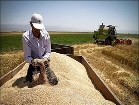 پرداخت نیمی از مطالبات گندم کاران در فارس