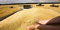خرید بیش از ۲ برابری گندم در فارس
