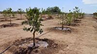 هدفگذاری کاشت ۴۰ میلیون نهال بیابانی در نیمه دوم امسال