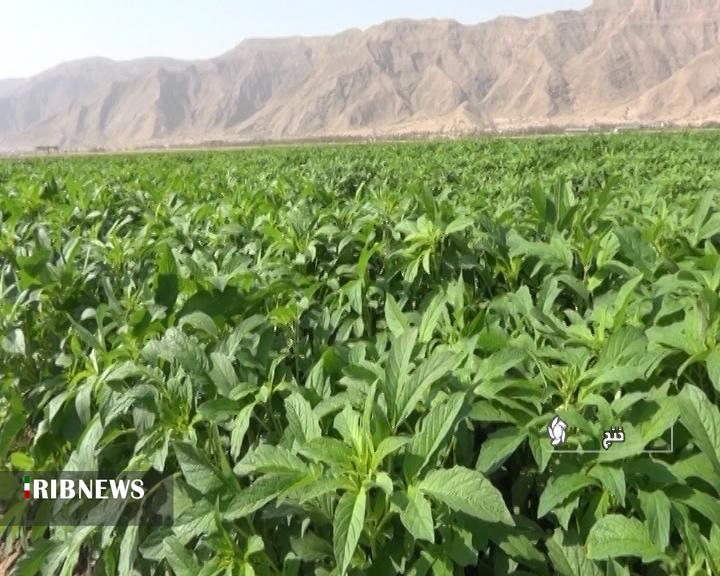 آغاز کشت دانه روغنی کنجد در شهرستان خنج