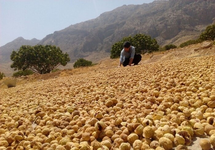 پیش بینی تولید بیش از ۳۸ هزار تن انجیر خشک در فارس