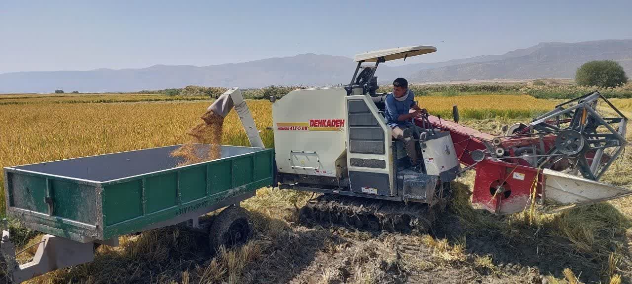 آغاز برداشت برنج کامفیروزی در شهرستان مرودشت