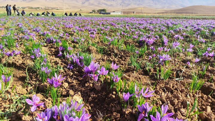 برداشت زعفران از مزارع آباده