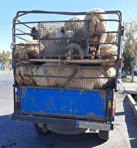 ۳۱ راس دام قاچاق در آباده کشف شد