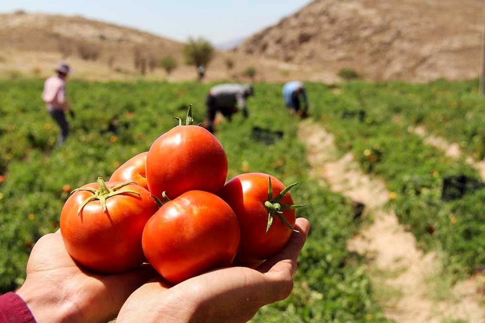 برداشت ۹۸ هزار تن گوجه فرنگی در ارسنجان