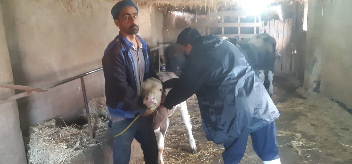 خدمات رایگان دامپزشکی در روستا‌های گیلان